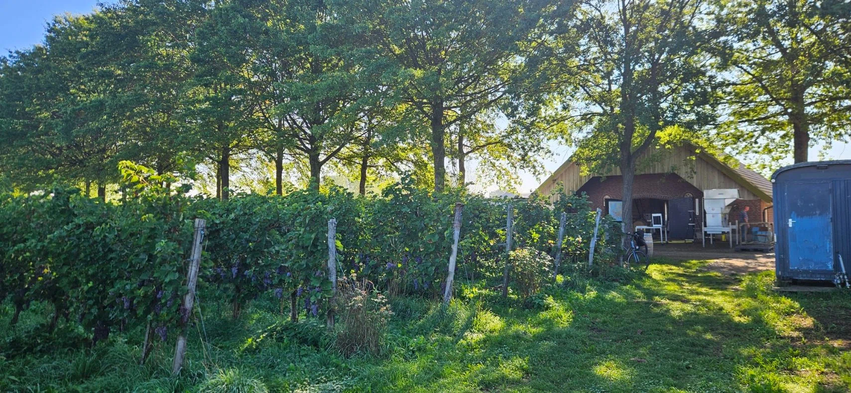 Vrijwilligers oogsten druiven in de wijngaard van Wijngoed Montferland